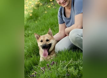 Schöner Shiba Inu Schäfi ähnl. Hundejunge, 1,5J., kastriert