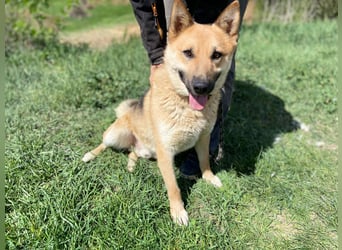 Schöner Shiba Inu Schäfi ähnl. Hundejunge, 1,5J., kastriert
