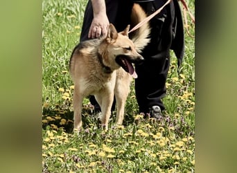 Schöner Shiba Inu Schäfi ähnl. Hundejunge, 1,5J., kastriert