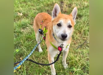 Katzenfreundlicher Shiba Inu Mix Luke wartet in 94518 Spiegelau.