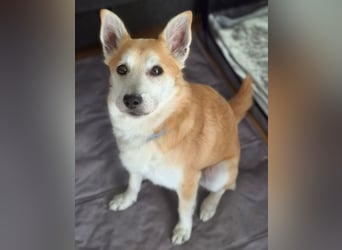 Katzenfreundlicher Shiba Inu Mix Luke wartet in 94518 Spiegelau.