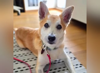 Katzenfreundlicher Shiba Inu Mix Luke wartet in 94518 Spiegelau.