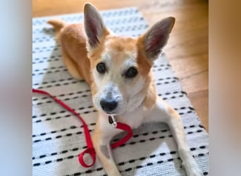 Katzenfreundlicher Shiba Inu Mix Luke wartet in 94518 Spiegelau.