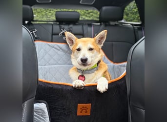 Katzenfreundlicher Shiba Inu Mix Luke wartet in 94518 Spiegelau.