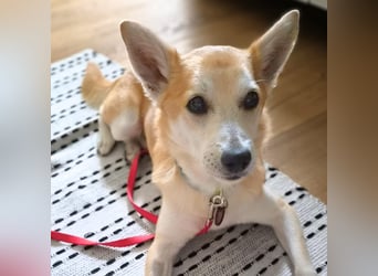 Katzenfreundlicher Shiba Inu Mix Luke wartet in 94518 Spiegelau.