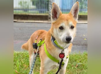 Katzenfreundlicher Shiba Inu Mix Luke wartet in 94518 Spiegelau.