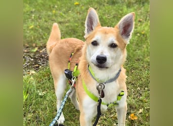 Katzenfreundlicher Shiba Inu Mix Luke wartet in 94518 Spiegelau.