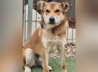 Santo, seine Geschichte braucht ein Happy End