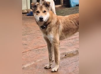 Santo, seine Geschichte braucht ein Happy End