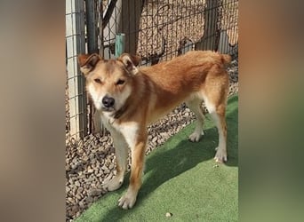 Santo, seine Geschichte braucht ein Happy End