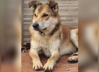 Santo, seine Geschichte braucht ein Happy End