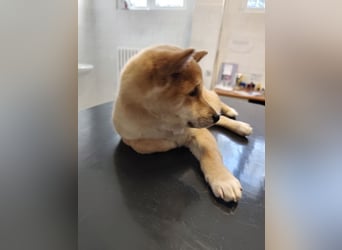 Welpe WILLOW - die sanfte Hündin sucht ein liebevolles Zuhause bei einfühlsamen Menschen