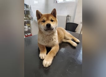 Welpe WILLOW - die sanfte Hündin sucht ein liebevolles Zuhause bei einfühlsamen Menschen