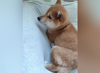 Welpe WILLOW - die sanfte Hündin sucht ein liebevolles Zuhause bei einfühlsamen Menschen