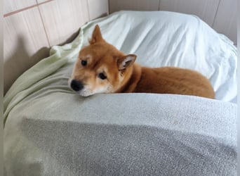 Welpe WILLOW - die sanfte Hündin sucht ein liebevolles Zuhause bei einfühlsamen Menschen