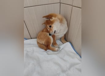 Welpe WILLOW - die sanfte Hündin sucht ein liebevolles Zuhause bei einfühlsamen Menschen