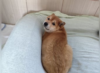 Welpe WILLOW - die sanfte Hündin sucht ein liebevolles Zuhause bei einfühlsamen Menschen