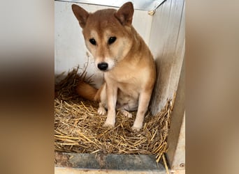 Napsugar – Sanfte Shiba Inu-Hündin sucht ein liebevolles Zuhause