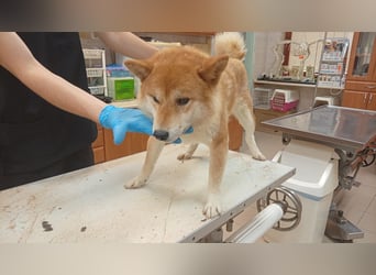 Zaba-PP – Sensibler Shiba Inu-Rüde sucht seine Menschen