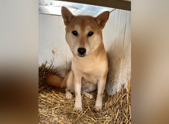 Napsugar – Sanfte Shiba Inu-Hündin sucht ein liebevolles Zuhause