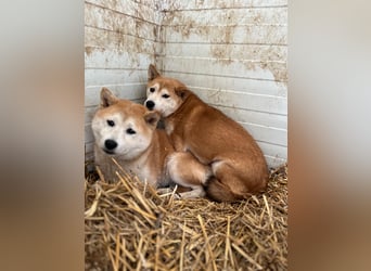 Meri – Sensible Shiba Inu-Hündin sucht ihre Menschen
