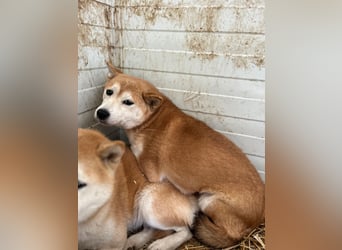 Meri – Sensible Shiba Inu-Hündin sucht ihre Menschen