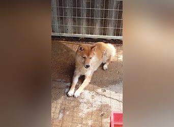 Golyo – Sensibler Shiba-Junge sucht sein Glück abseits der Vermehrer-Welt 
