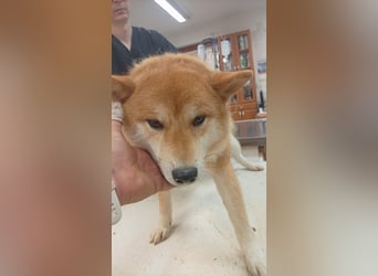 Zaba-PP – Sensibler Shiba Inu-Rüde sucht seine Menschen