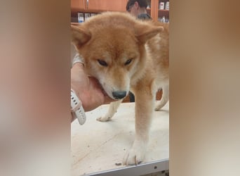 Zaba-PP – Sensibler Shiba Inu-Rüde sucht seine Menschen