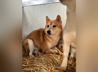 Cukor2 – Sanfte Shiba-Seele sucht liebevolles Zuhause 