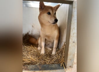 Napsugar – Sanfte Shiba Inu-Hündin sucht ein liebevolles Zuhause