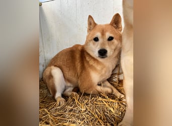 Cukor2 – Sanfte Shiba-Seele sucht liebevolles Zuhause 
