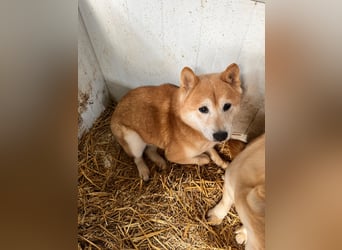 Cukor2 – Sanfte Shiba-Seele sucht liebevolles Zuhause 