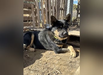 Hund Rüde Tierschutz Bundesweite Vermittlung