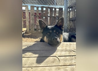 Hund Rüde Tierschutz Bundesweite Vermittlung
