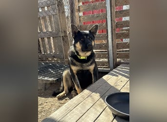 Hund Rüde Tierschutz Bundesweite Vermittlung