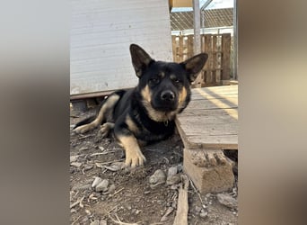 Hund Rüde Tierschutz Bundesweite Vermittlung