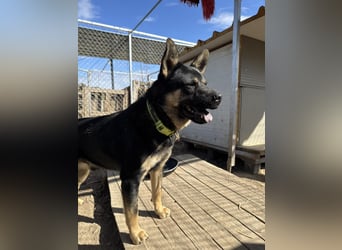 Hund Rüde Tierschutz Bundesweite Vermittlung
