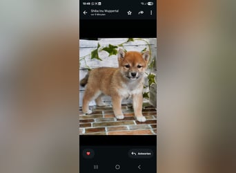Shiba Inu    Hündin – geimpft, entwurmt, gechipt, mit EU-Heimtierausweis