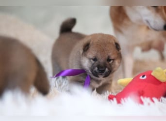 AYA, AMANE SHIBA INU WELPEN mit FCI dokumenten