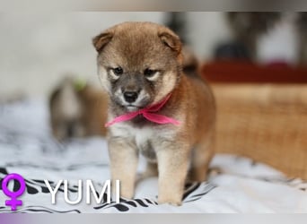 Wunderschöne Shiba-Inu-Welpen mit rotem Fell
