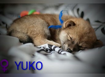 Wunderschöne Shiba-Inu-Welpen mit rotem Fell