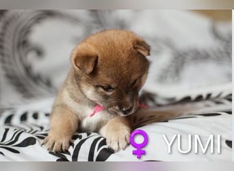 Wunderschöne Shiba-Inu-Welpen mit rotem Fell