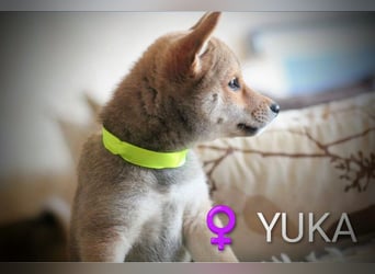 Wunderschöne Shiba-Inu-Welpen mit rotem Fell