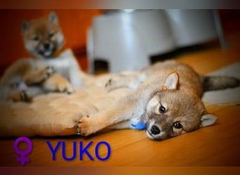 Wunderschöne Shiba-Inu-Welpen mit rotem Fell