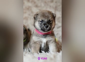 Wunderschöne Shiba-Inu-Welpen mit rotem Fell