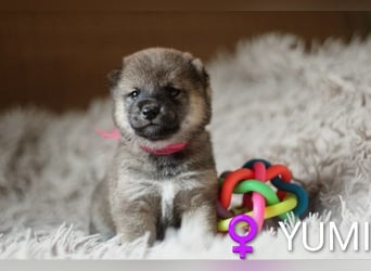Wunderschöne Shiba-Inu-Welpen mit rotem Fell