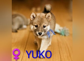 Wunderschöne Shiba-Inu-Welpen mit rotem Fell