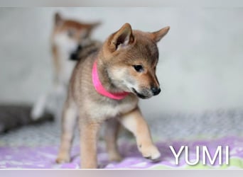 Wunderschöne Shiba-Inu-Welpen mit rotem Fell