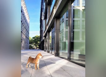 Wunderschöne Shiba-Inu-Welpen mit rotem Fell